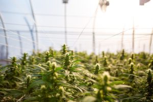 CBD-in-Lebensmitteln-Sanitygroup-Blog-remedy-pics-unsplash
