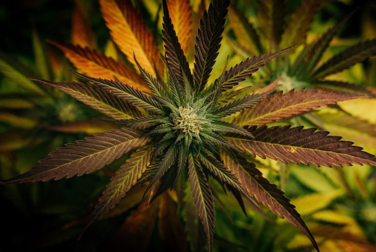 Geschichte-von-Cannabis-Sanitygroup-Blog-tim-foster-unsplash