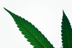 Sanity Group Blog Cannabis Blüten oder Extrakte