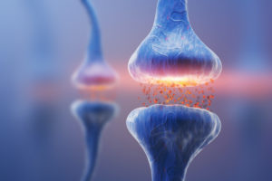 Sanity Group Blog das Endocannabinoidsystem Headimage
