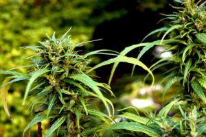 Sanity Group Cannabis-Anbau Welche Produktionsmodelle sieht das überarbeitete Eckpunktepapier vor