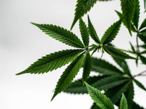 Sanity Group Blog Medizinalcannabis Cannabis Anwendungsfelder
