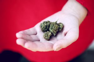 Sanity Group Blog Pilotprojekte zur Legalisierung