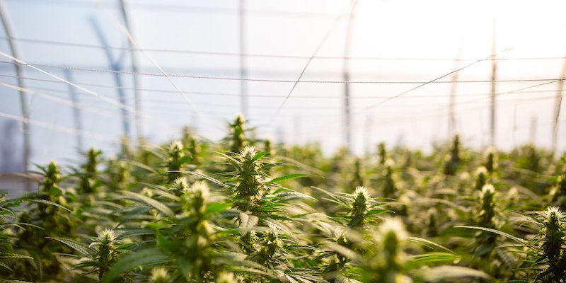 CBD-in-Lebensmitteln-Sanitygroup-Blog-remedy-pics-unsplash