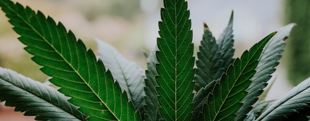 Cannabispflanze_FotoCanva