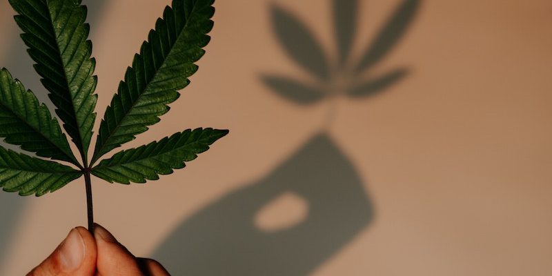 Headimage-Cannabis-Legalisierung-Sanitygroup-Blog-Unsplash-Shelby-Ireland