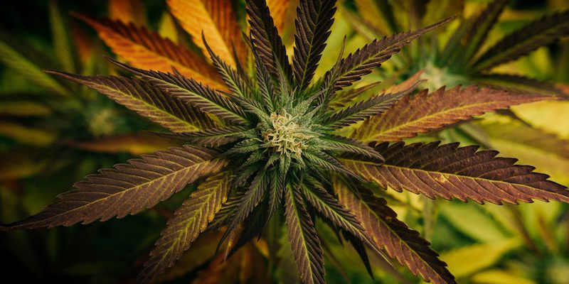 Geschichte-von-Cannabis-Sanitygroup-Blog-tim-foster-unsplash