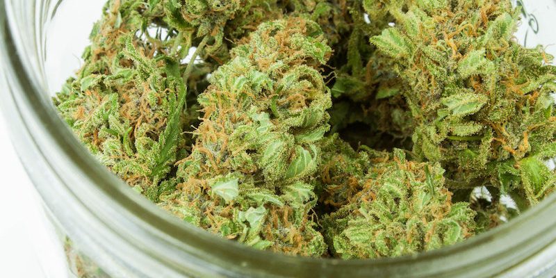 Medizinsches-Cannabis-Sanitygroup-Blog-jeff-w-unsplash