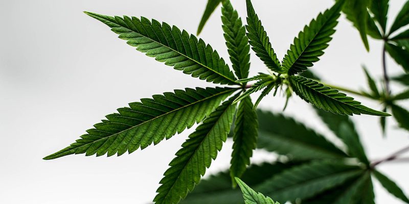 Sanity Group Blog Medizinalcannabis Cannabis Anwendungsfelder