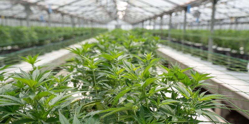 SanityGroup-Blog-Genusscannabis_Produktionsmodelle