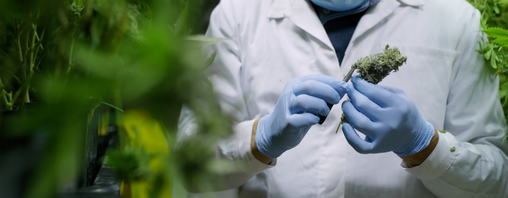 Vayamed GmbH_Medizinalcannabis