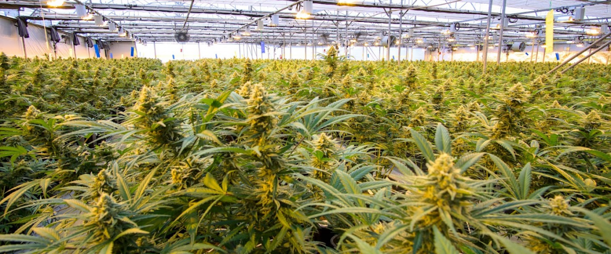 cannabis-anbau-greenhouse-fotocredit-tim-dresemann-sanitygroup