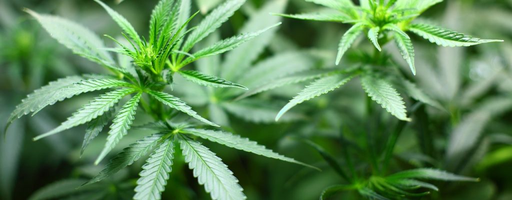 Cannabis